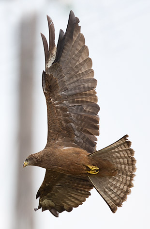 immature Yellow-billed Kite